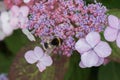 Velvet Hydrangea aspera ssp. sargentiana, blue-pinkish flower and bumblebee Royalty Free Stock Photo